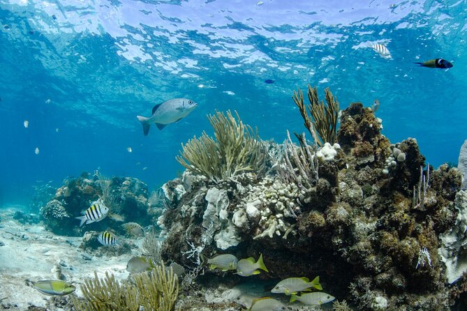 3 Hour Private Charter on Stingray City with Snorkeling - A flexible route, with a few limits