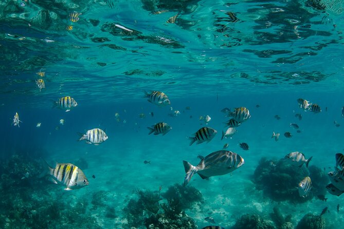 3 Hour Private Charter on Stingray City with Snorkeling - What to bring and what to clarify