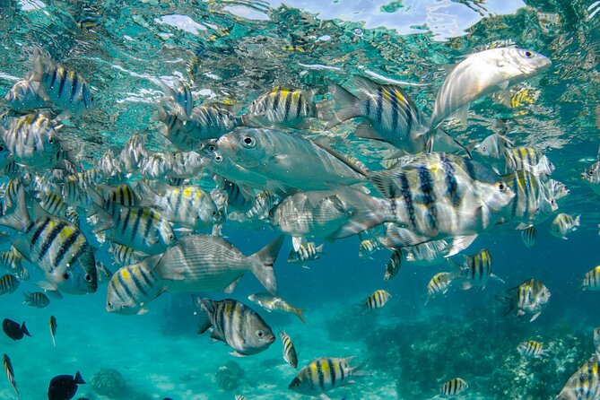4 hour Private Boat charter to Stingray City, Snorkeling and More - Coral Gardens for easy snorkeling