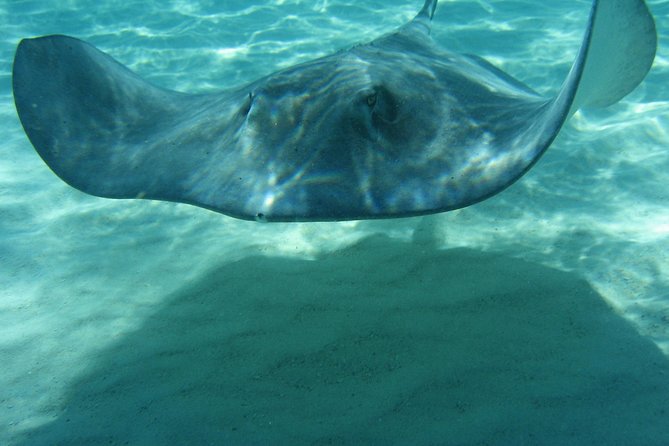 4-Stop Stingray, Snorkel, Star Fish & 7 Mile Beach (Family Owned) - The 7 Mile Beach question