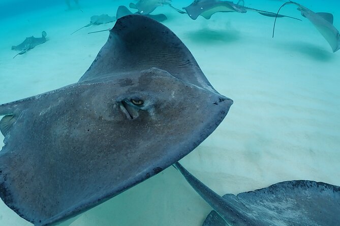 4-Stop Stingray, Snorkel, Star Fish & 7 Mile Beach (Family Owned) - Boat rides, pickup, and cruise-port timing