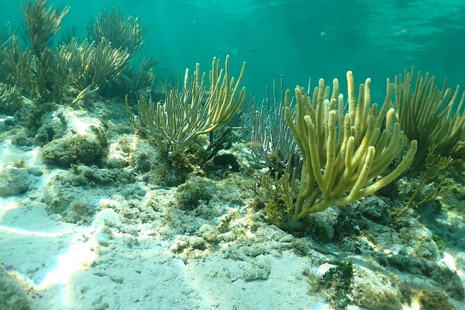 4-Stop Stingray, Snorkel, Star Fish & 7 Mile Beach (Family Owned) - Starfish Point for a calmer pause