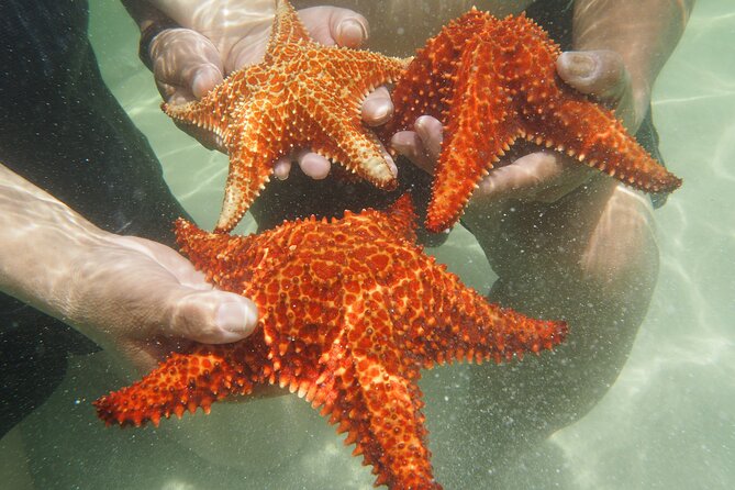 4 Stops Tour: Stingray, Snorkeling, Starfish & 7 Mile Beach - Coral Gardens offers the main snorkeling session