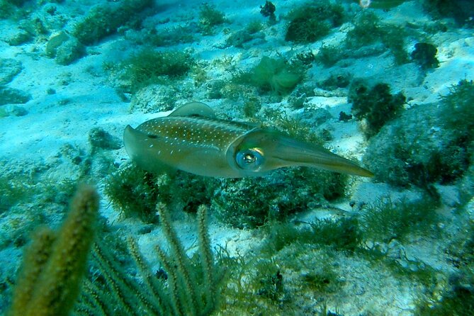 4 Stops Tour: Stingray, Snorkeling, Starfish & 7 Mile Beach - Seven Mile Beach finishes with room to relax
