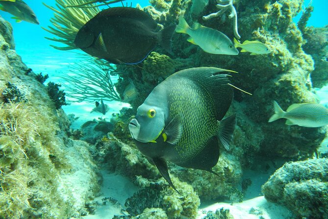 4 Stops Tour: Stingray, Snorkeling, Starfish & 7 Mile Beach - Transport and timing are useful for cruise visitors