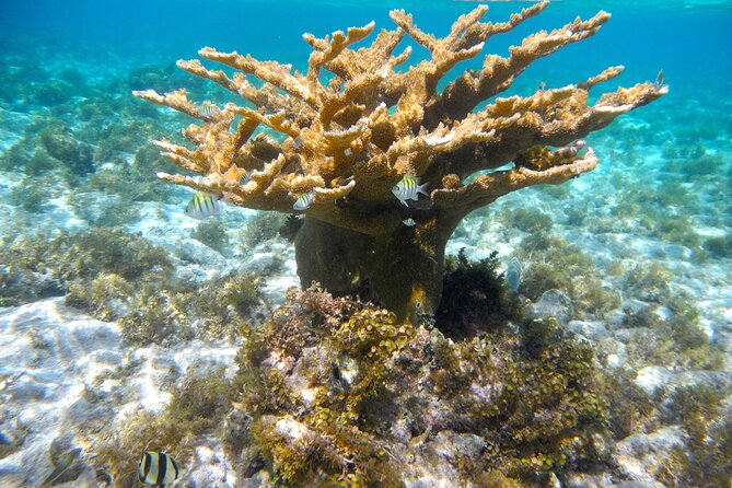 4 Stops Tour: Stingray, Snorkeling, Starfish & 7 Mile Beach - What the $60 price really covers