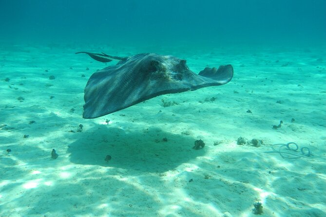 4 Stops Tour: Stingray, Snorkeling, Starfish & 7 Mile Beach - Who will enjoy this tour most