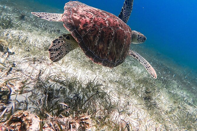 Acquarius Stingray City and Snorkel Tours - How the crew shapes the experience