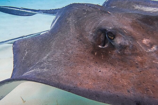 Acquarius Stingray City and Snorkel Tours - Is $79 a good value?
