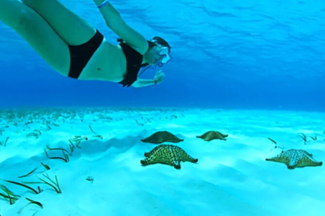 Cayman Adventure: Starfish Point, Stingray City and Coral Gardens - Key points to know before booking