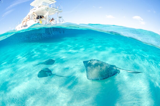 Cayman Adventure: Starfish Point, Stingray City and Coral Gardens - Coral Gardens gives you a proper snorkel stop