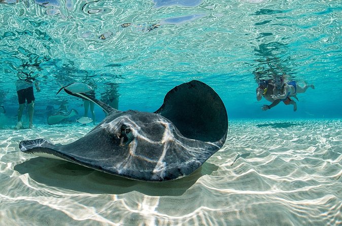 Cayman Combo Tour: Stingrays, Starfish Point and Crystal Caves - Practical packing advice for this exact tour