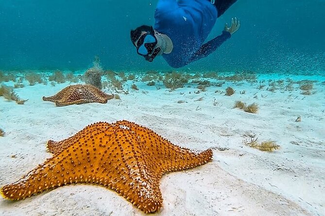 Cayman Combo Tour: Stingrays, Starfish Point and Crystal Caves - Meeting the stingrays at Stingray City