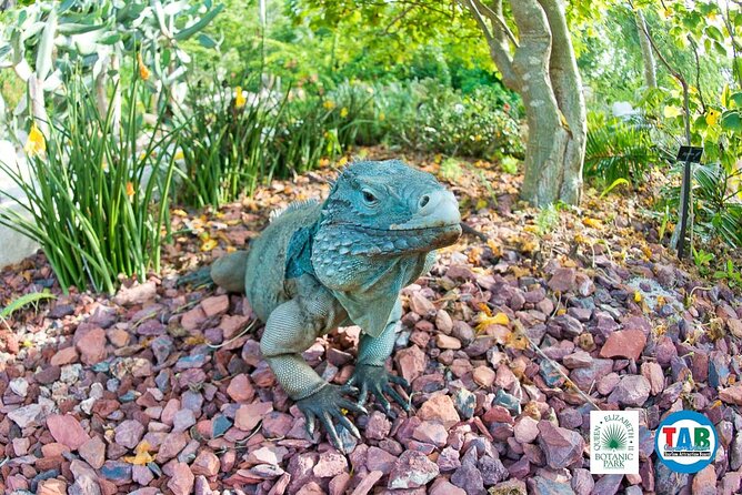 Cayman Crystal Caves & Pedro St James Castle or Botanical Garden - Private transport is the biggest practical benefit