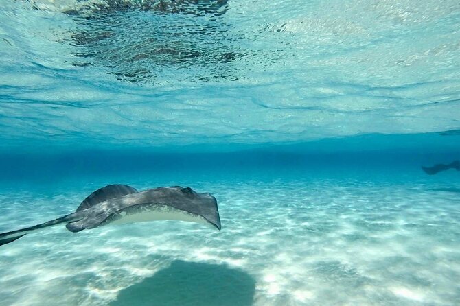 Cayman Ultimate Tour: Stingrays, Starfish Point and Crystal Caves - What the $85.50 price really covers