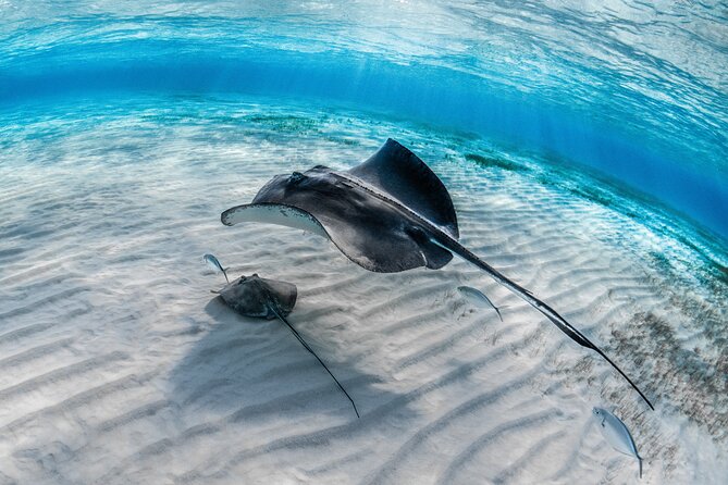 Cayman Ultimate Tour: Stingrays, Starfish Point and Crystal Caves - Transport, meeting point, and timing