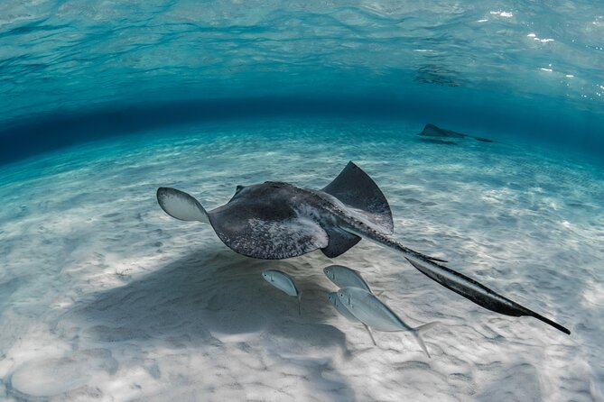Cayman Ultimate Tour: Stingrays, Starfish Point and Crystal Caves - Who will enjoy this tour most