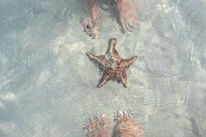 Cayman Ultimate Tour: Stingrays, Starfish Point and Crystal Caves - Starfish Point: a quiet hour by the sea