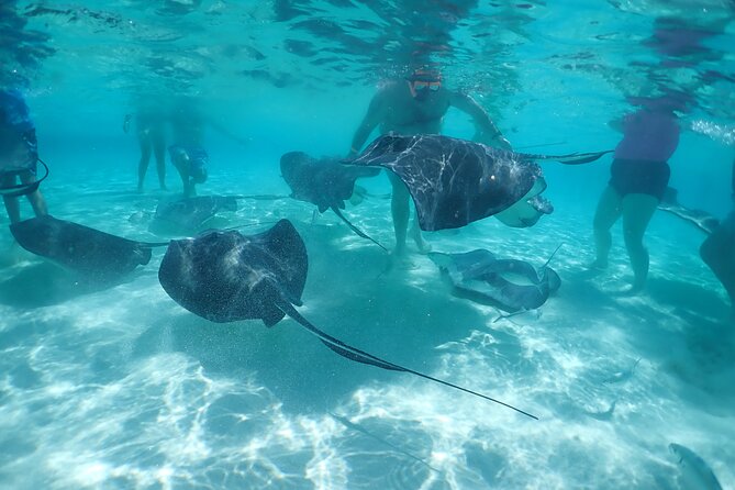 (Family owned) Stingray city sandbar, Starfish Beach & Snorkeling - Why Stingray City is the main attraction