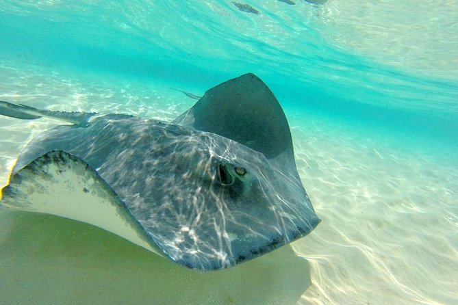 (Family owned) Stingray city sandbar, Starfish Beach & Snorkeling - Coral Gardens and the reef snorkel