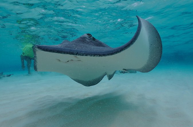 (Family owned) Stingray city sandbar, Starfish Beach & Snorkeling - Starfish Point is calm and family-friendly