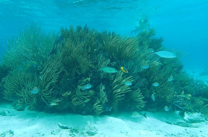 (Family owned) Stingray city sandbar, Starfish Beach & Snorkeling - What the family-run service adds