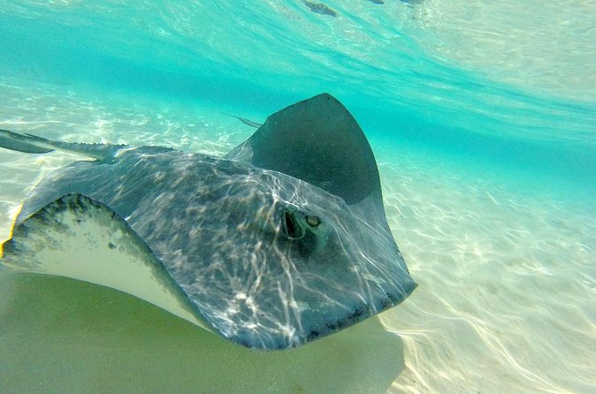 (Family owned) Stingray city sandbar, Starfish Beach & Snorkeling - Safety and rough water deserve serious attention