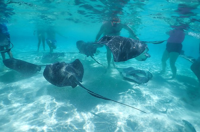 (Family owned) Stingray city sandbar, Starfish Beach & Snorkeling - What is included for $65