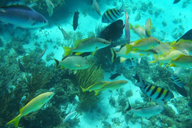 Full-Day Private Stingray City Snorkeling and Starfish Beach Tour - What this Grand Cayman boat trip is really about
