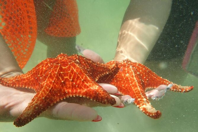 Get Anchored - Coral Gardens and the Barrier Reef