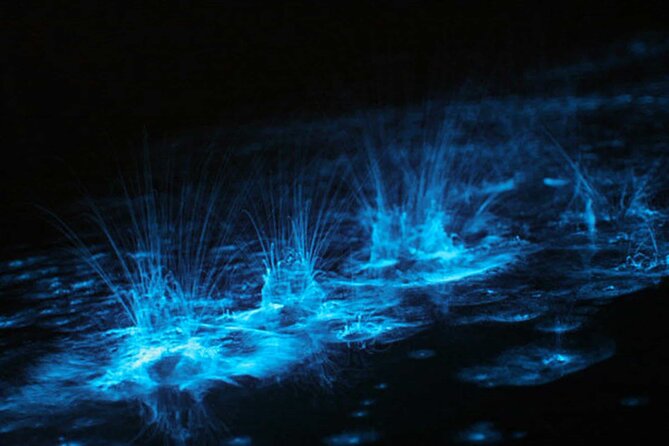 Grand Cayman Bioluminescence Experience - Why Starfish Point earns its place
