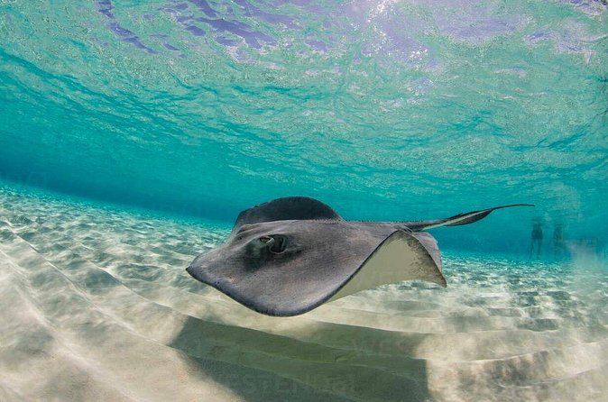Grand Cayman Stingray City and Reef Snorkeling Combo Tour - What the $89 price includes