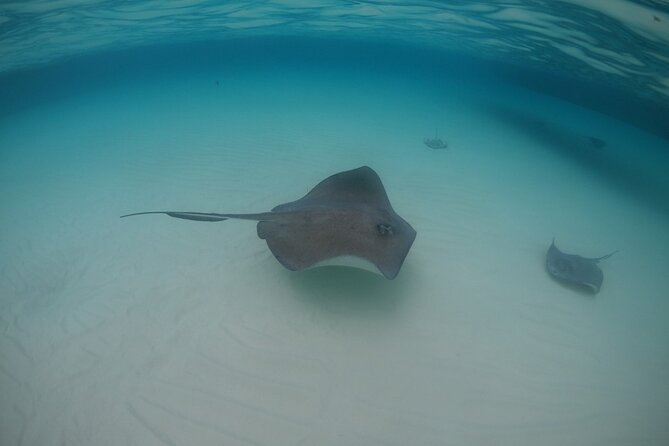 Half-Day Private Stingray City Charter - Grand Cayman - BTC - Who will enjoy this charter most