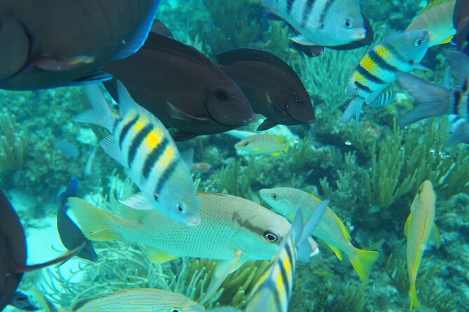 Half-Day Private Stingray City Charter in Cayman Islands - A quieter pause at Starfish Point
