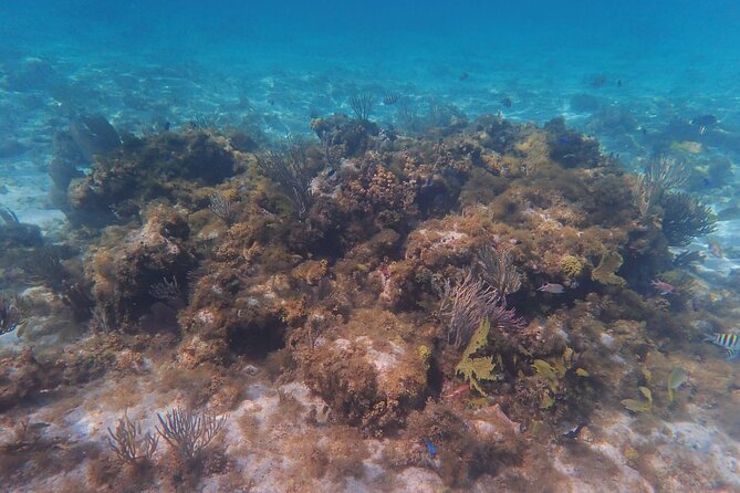 Private Boat Tour in Cayman Islands - Stingray City, the reason most people book