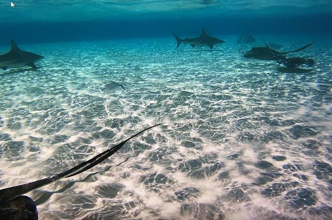 Private Full Day Charter - Stingray City, Starfish Point, Kaibo & Snorkeling - Who will enjoy this charter most?