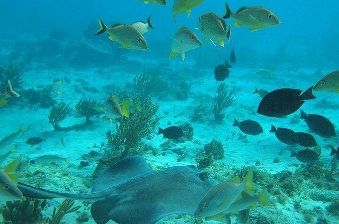 Private Full Day Charter - Stingray City, Starfish Point, Kaibo & Snorkeling - Weather, cancellation, and what to bring