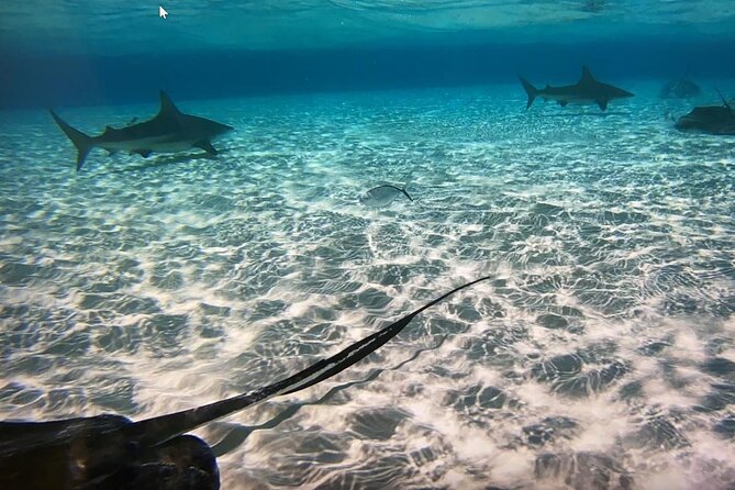 Private Half-Day Charter to Stingray City, Starfish Point and Snorkeling Tour - Key points at a glance