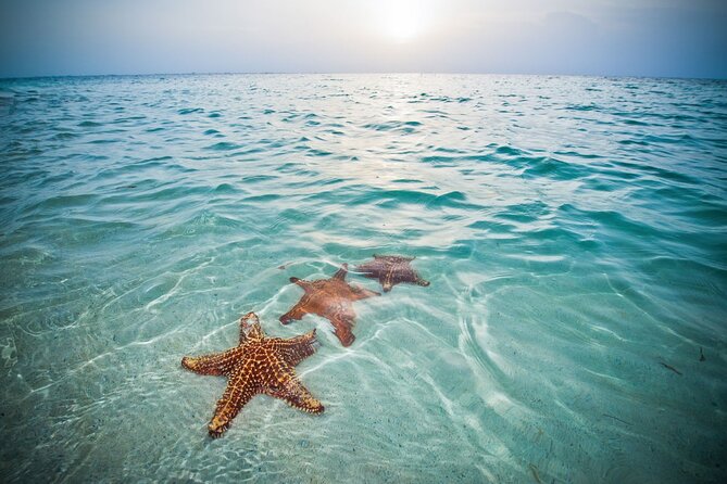 Private Half-Day Charter to Stingray City, Starfish Point and Snorkeling Tour - Starfish Point for a slower hour