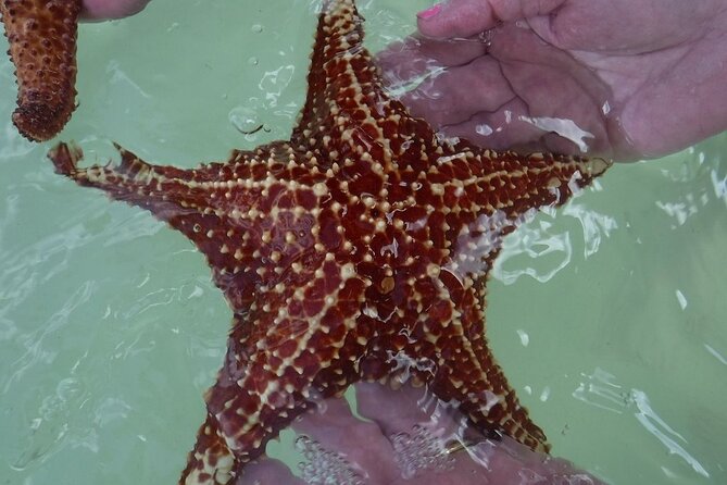 Private Half Day Stingray City, Snorkeling and Starfish Beach Tour - Why this private Grand Cayman trip works so well