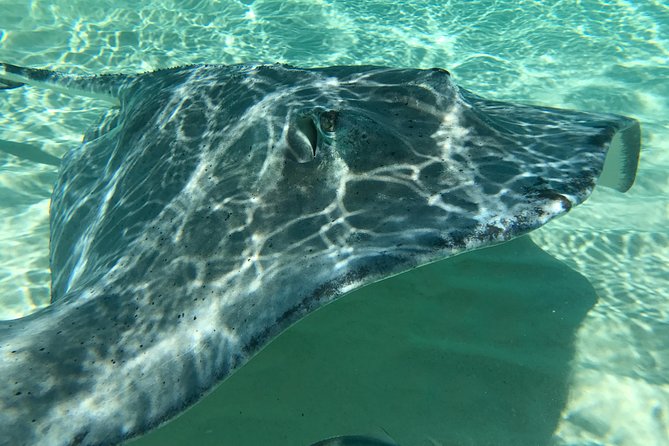 Private Half Day Stingray City, Snorkeling and Starfish Beach Tour - Who gets the best value from the $600 price