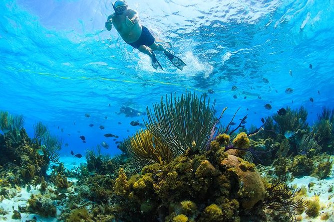 Private Stingray City and Snorkeling Half Day Charter for 6 Guest - Stingray City and the one-hour water encounter