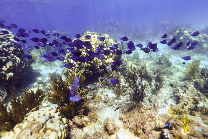 Private Stingray City Snorkeling and BioBay Charter for 10 Guests - The sunset supper break is useful, but not included