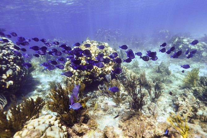 Private Stingray City Snorkeling and BioBay Charter for 6 Guests - Starfish Point, 30 minutes of easy shoreline time