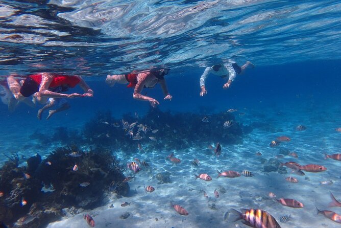 Private Tour to Stingray City & Snorkeling at Coral Gardens - Stingray City: two hours with Grand Cayman’s icons