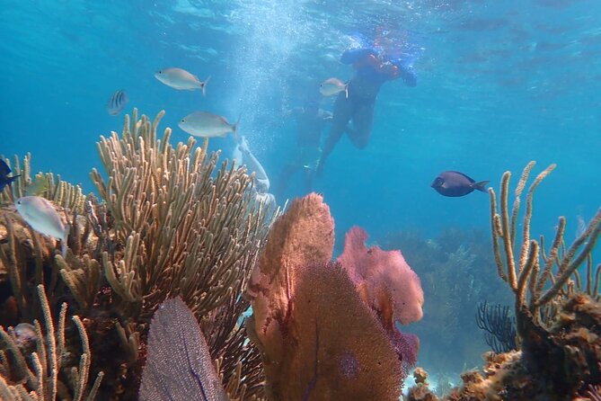 Private Tour to Stingray City & Snorkeling at Coral Gardens - What the $700 price really means