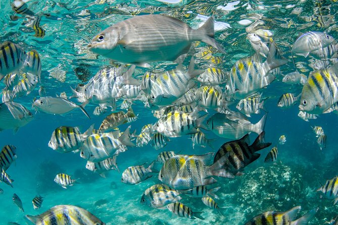Private Yacht 48 ft Sting Ray City, Snorkel & Starfish Beach - Snorkeling over coral in 8 to 10 feet of water
