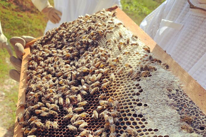 Reagan’s Honey Beekeeping Adventure - Who should book this apiary adventure
