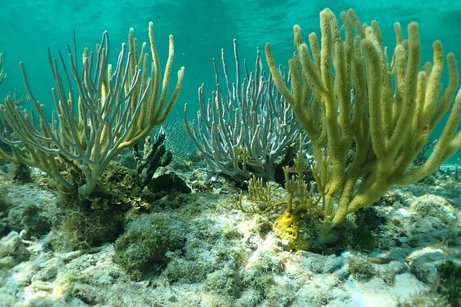 Starfish Point, Stingray City & Coral Garden (3-STOP Adventure) - Boat rides and transfers take more time than the stops suggest
