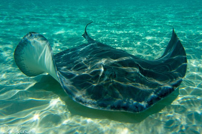 Starfish Point, Stingray City-Sandbar & Coral Gardens - Quick takeaways for your Grand Cayman morning